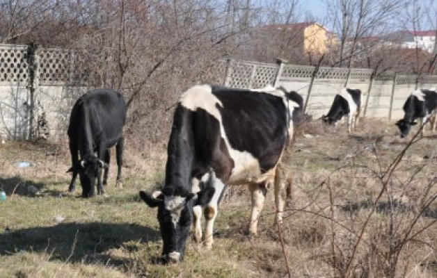 Crescătorii de bovine vor primi subvenţii în valoare totală de 570 milioane de lei